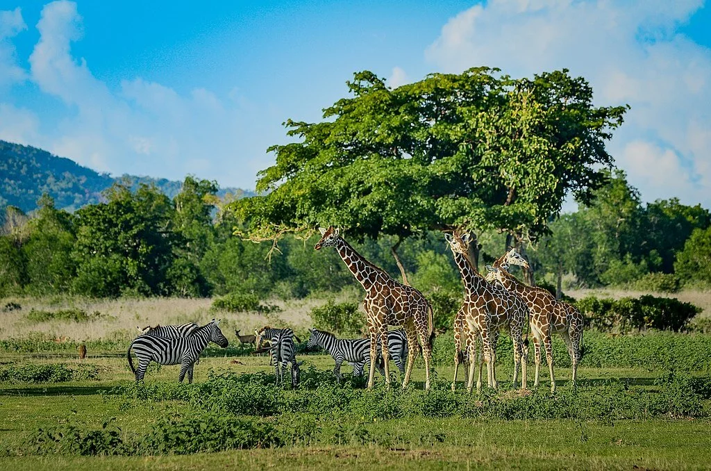 Calauit Safari