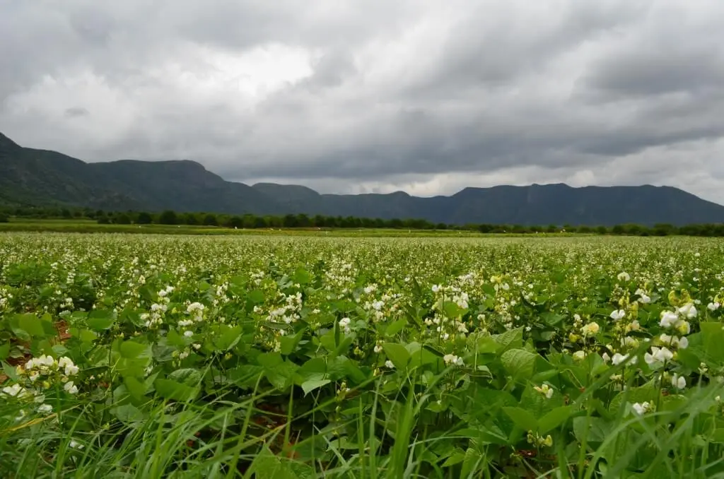 agricultural lands