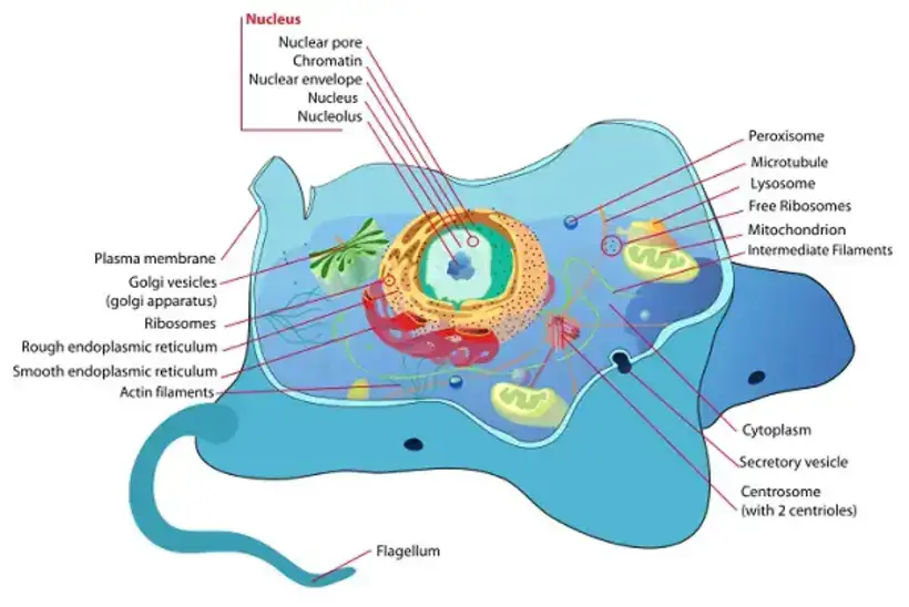 Anatomy of Animal Cell