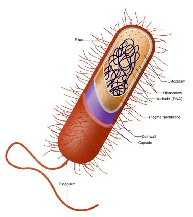 Anatomy of a Prokaryotic Cell