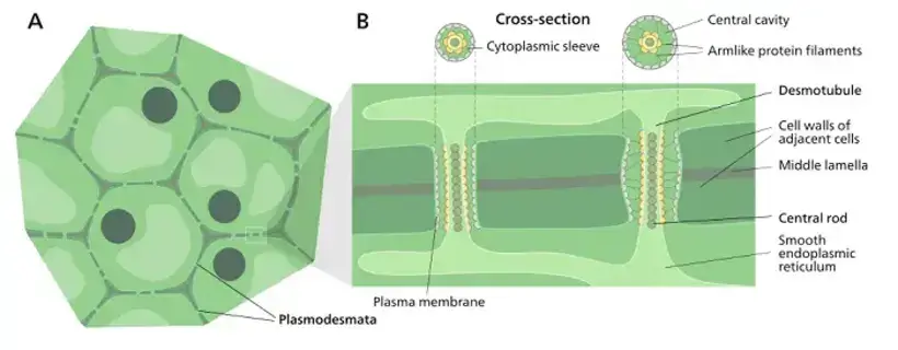 Cross Section of Plasmodesmata