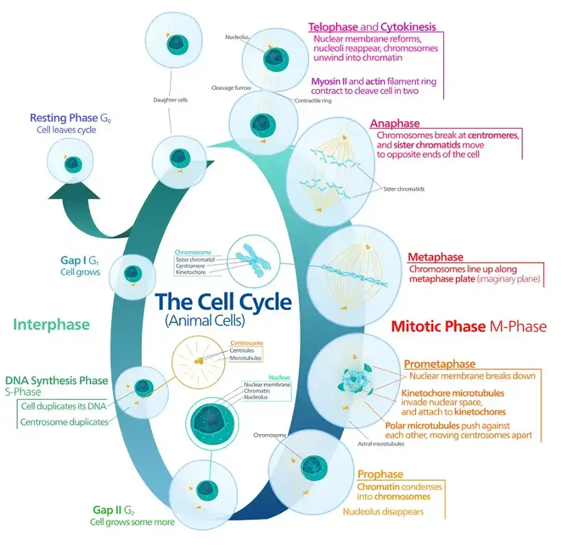 Diagram of the Animal Cell Cycle