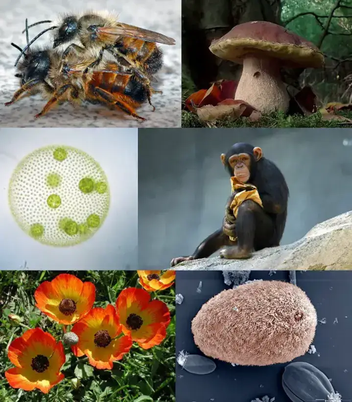 Examples of Eukaryotes