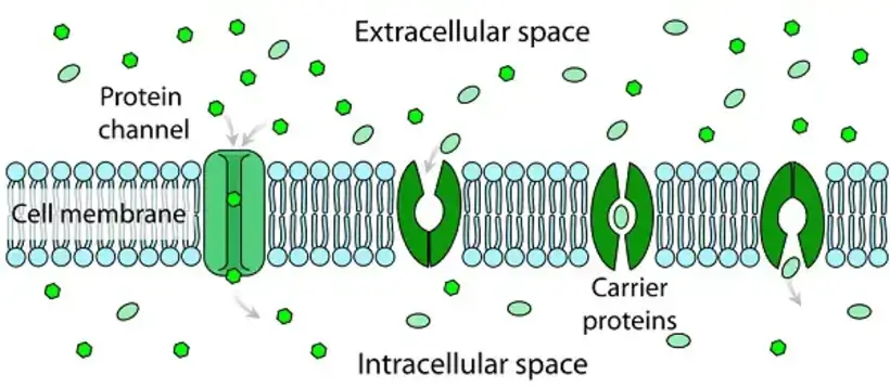 Facilitated Diffusion