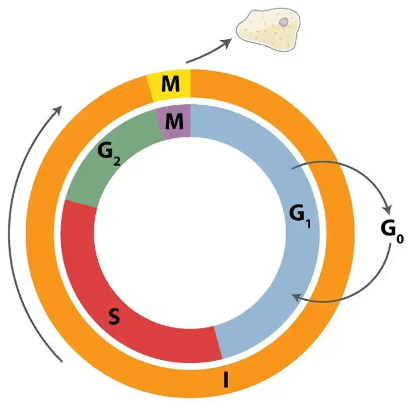 Schematic Representation of the Cell Cycle