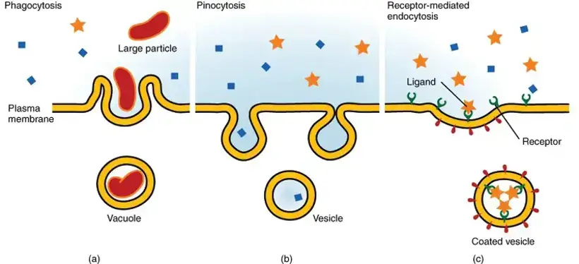 Three Types of Endocytosis